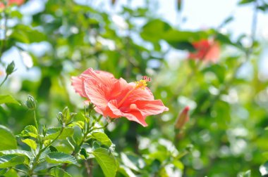 Çin gülü, amber çiçeği ya da Hibiscus Rosa Sinensis Variegata ağaçta kırmızı çiçekli