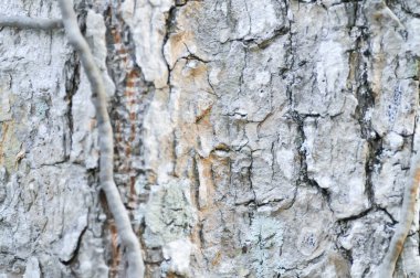 Ağaç kabuğu veya kabuğu, Alstonia bursu veya APOCYNACEAE veya Şeytan Ağacı veya Beyaz Cheesewood veya Şeytan Kabuğu veya Kara Tahta Ağacı arka planı