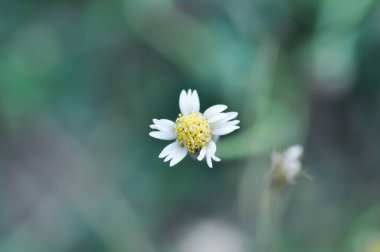 Tridax Daisy, Tridax procumbens veya çim çiçeği veya ot çiçeği
