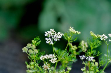 Coriandrum sativum L, Kişniş veya Umbelliferae veya Coriandrum sativum çiçeği