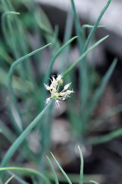 Yeşil Shallot, Alliumcepa var veya aggregatum veya Alliaceae veya Taze Soğan veya Taze Soğan