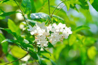 Su yasemini veya Wrightia dini Benth veya apocynaceae, Echites religiosus veya Wrightia religiosa veya beyaz çiçek.