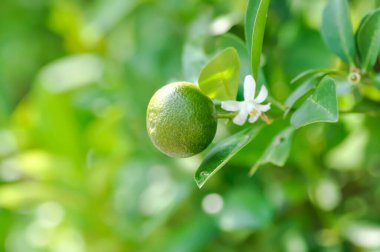 Citrus japonica Thunb veya Kumquat, Kumquat bitkisi veya Cumquats veya Citrus Japonica Thunb veya RUTACEAE veya tohum ve çiçekli portakal bitkisi