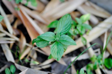 Ocimum bazilika linn, Sweet Basil or Thai Basil veya LABIATAE veya LAMIACEAE bitkisi