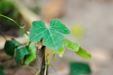 Coccinia grandis veya Ivy su kabağı bitkisi bahçeye