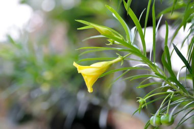 Trompet çiçeği, Lucky Nan veya Lucky Nut veya Yellow Oleander veya Thevetia peruviana veya APOCYNACEAE veya bahçede sarı çiçek