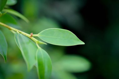 banyan ağacı veya Ficus annulata veya fius bengalensis bitkisi