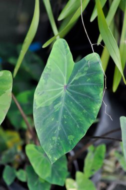 Colocasia esculenta, Lemon Lime Gecko veya Colocasia veya iki renkli bitki