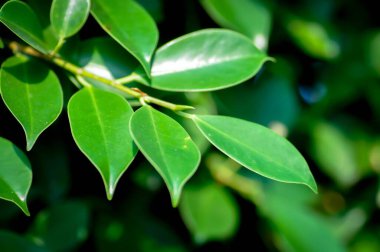 banyan ağacı veya Ficus annulata veya fius bengalensis bitkisi veya yaprak arkaplanı veya yaprakları