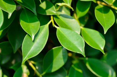 banyan ağacı veya Ficus annulata veya fius bengalensis bitkisi veya yaprak arkaplanı veya yaprakları