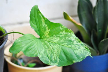 Syngonium podophyllum, Arrowhead Vine veya Goosefoot Plant veya Araceae veya bicolor syngonium veya bicolor bitkisi