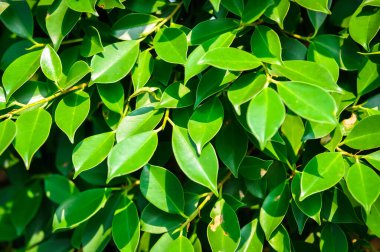 banyan ağacı veya Ficus annulata veya fius bengalensis bitkisi veya yaprak arkaplanı veya yaprakları