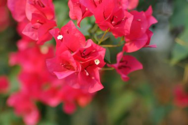 Bougainvillea ya da kağıt çiçek, kırmızı kağıt çiçek ya da kırmızı çiçek