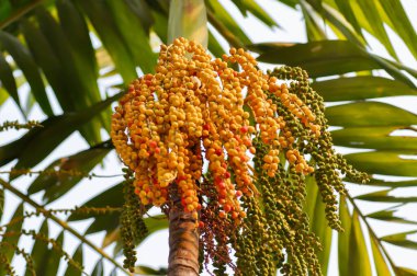 Areca palmiyesi veya Areca catechu L veya ARECACEAE tohumu veya Areca palmiye ve gökyüzü arkaplanı tohumu