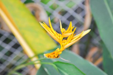 Heliconia psittacorum veya Cennet Kuşu, Strelitzia reginae veya Sterliziaceae çiçeği veya sarı çiçek