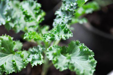 Saksıda Kale, Brassika Oleracea veya Brassica Oleracea bitkisi var.
