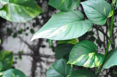 Şeytanlar Ivy, Golden Pothos veya Hunters Robe veya Epipremnum aureum veya Araceae bitkisi