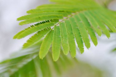 Acacia pennata, Tropikal Acacia veya Tırmanış Gagası veya Acacia, Cha om veya FABACEAE veya LEGUMINOSAE veya MIMOSOIDEAE bitkisi