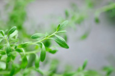 Lavanta, Lavandula veya Lavandula angustifolia bitkisi