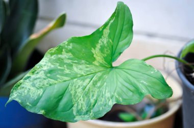 Syngonium podophyllum, Arrowhead Vine veya Goosefoot Plant veya Araceae veya bicolor syngonium veya bicolor bitkisi