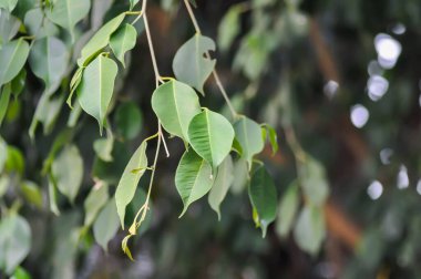 Ficus benjamina L, Ficus benjamina ya da ağlayan incir ağacı ya da MorACEAE ağacı