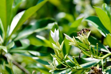 Cerbera Odollam Gaertn veya Apocynaceae veya Cerbera odollam Gaertn veya Grey Milkwood veya Pong pong ağacı veya Deniz mangosu veya ağaçta beyaz çiçekli İntihar ağacı