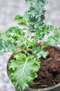 Saksıda Kale, Brassika Oleracea veya Brassica Oleracea bitkisi var.