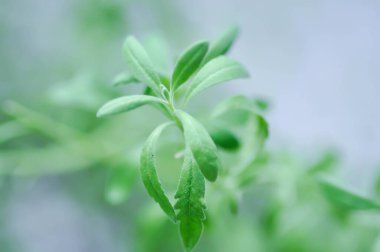 Lavanta, Lavandula veya Lavandula angustifolia bitkisi