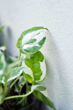 Epipremnum aureum, Linden ve Andre veya iki renkli bitki