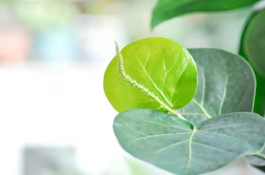 Coccoloba uvifera, Deniz üzümü ya da ağaçta tohum ve çiçek olan POLYO ACEAE