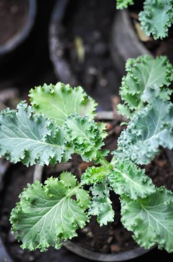 Saksıda Kale, Brassika Oleracea veya Brassica Oleracea bitkisi var.