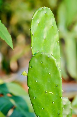 Opuntia cochenillifera, Opuntia veya kaktüs veya sulu bitki