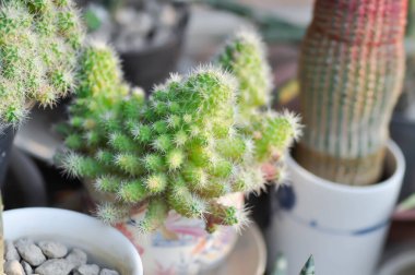 Mammillaria Spinosissima cv Un Pico of Montrose, Mammillaria Spinosissima veya Mammillaria kaktüsü