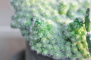 Mammillaria Spinosissima cv Un Pico of Montrose, Mammillaria Spinosissima veya Mammillaria kaktüsü veya sulu