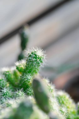 Mammillaria Spinosissima cv Un Pico of Montrose, Mammillaria Spinosissima veya Mammillaria kaktüsü veya sulu