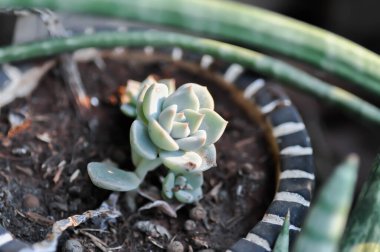 Kalanchoe, Kalanchoideae veya Crassulaceae veya K blossfeldiana veya Magnoliophyta veya succulent veya kaktüs