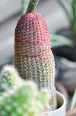 echinocereus pectinatus rubispinus, echinocereus pectinatus veya pembe kaktüs veya kaktüs, sulu veya pembe bitki
