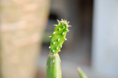 Opuntia cochenillifera, Opuntia veya kaktüs veya sulu