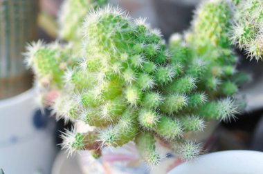 Mammillaria Spinosissima cv Un Pico of Montrose, Mammillaria Spinosissima veya Mammillaria kaktüsü veya sulu