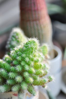 Mammillaria Spinosissima cv Un Pico of Montrose, Mammillaria Spinosissima veya Mammillaria kaktüsü veya sulu