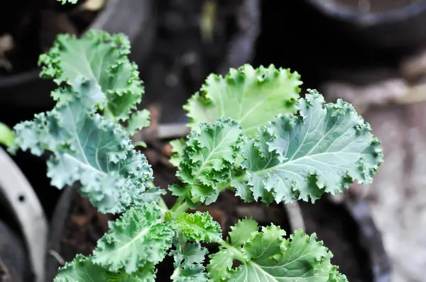 Saksıda Kale, Brassika Oleracea veya Brassica Oleracea bitkisi var.
