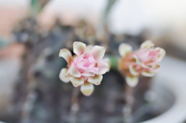 Gymnocalycium, Gymnocalycium mihanovichii veya gymnocalycium mihanovichii çiçekli veya pembe çiçekli