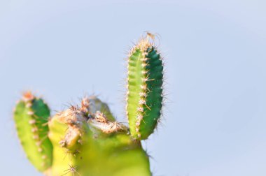 Kaktüs, Peri Masalı Şatosu veya Cereus Peruvianus bitkisi veya sulu