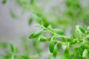 Lavanta, Lavandula veya Lavandula angustifolia bitkisi