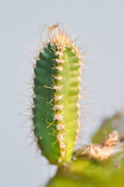 Kaktüs, Peri Masalı Şatosu veya Cereus Peruvianus bitkisi veya sulu