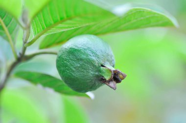guava ağacı, MYRTACEAE veya Psidium guajava linn veya ağaçta guava meyvesi