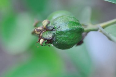 guava ağacı, MYRTACEAE veya Psidium guajava linn veya ağaçta guava meyvesi