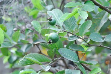 guava ağacı, MYRTACEAE veya Psidium guajava linn veya ağaçta guava meyvesi