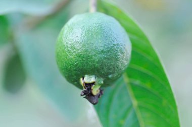 guava ağacı, MYRTACEAE veya Psidium guajava linn veya ağaçta guava meyvesi