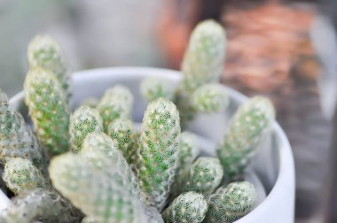 Mammillaria Elongata, Lady Finger Kaktüsü, Mammillaria kaktüsü veya sulu bitki
